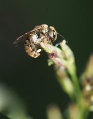 Lasioglossum pilosum