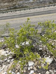 Diospyros texana