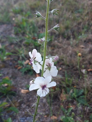 Verbascum blattaria