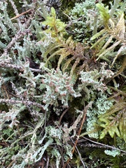 Cladonia squamosa