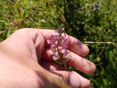 Onobrychis viciifolia