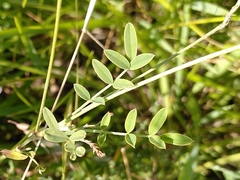 Onobrychis viciifolia