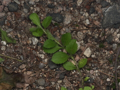 Veronica officinalis