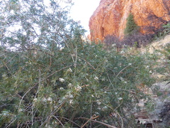 Pandorea doratoxylon