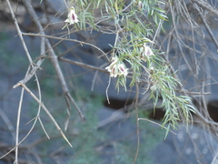 Pandorea doratoxylon