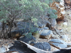Pandorea doratoxylon