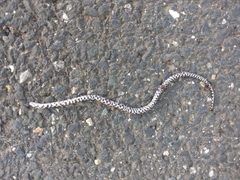 Lampropeltis triangulum