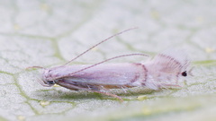 Phyllocnistis saligna