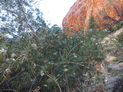 Pandorea doratoxylon