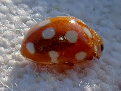 Vibidia duodecimguttata