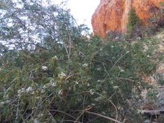 Pandorea doratoxylon