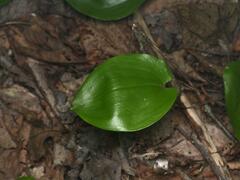 Maianthemum canadense