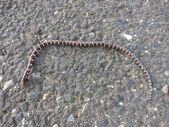 Lampropeltis triangulum