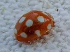Vibidia duodecimguttata