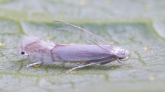 Phyllocnistis saligna