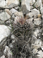 Hamatocactus hamatacanthus hamatacanthus