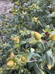 Hypericum prolificum