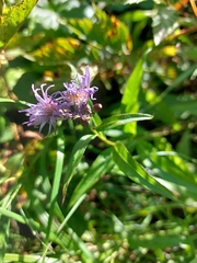 Lactuca sibirica