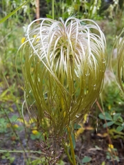 Clematis tangutica