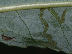 Phyllocnistis saligna