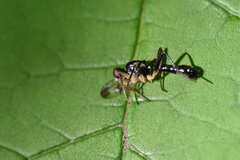 Cordilura