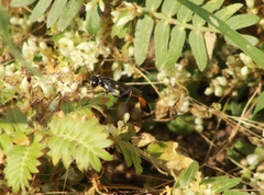 Ammophila