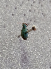 Phyllobius maculicornis