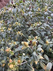 Hypericum prolificum