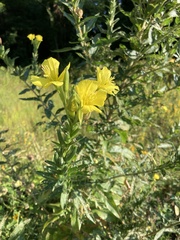 Oenothera biennis