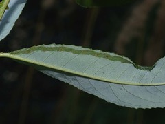 Phyllocnistis saligna