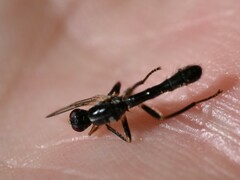 Cordilura