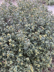 Hypericum prolificum