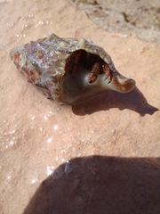 Clibanarius erythropus