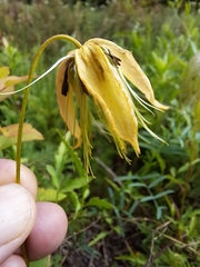 Clematis tangutica