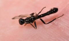 Cordilura