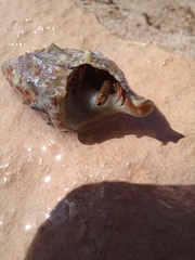 Clibanarius erythropus