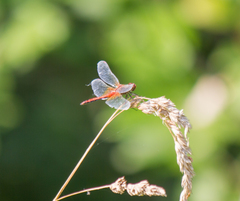 Sympetrum flaveolum