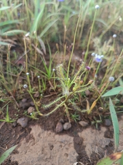 Drosera indica