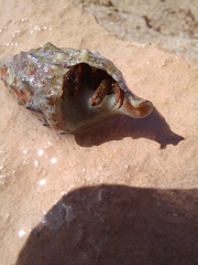 Clibanarius erythropus