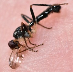 Cordilura