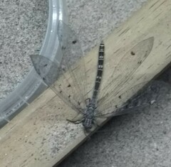 Distoleon tetragrammicus