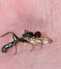Cordilura