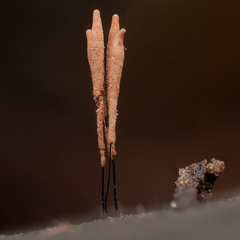 Stemonitis axifera