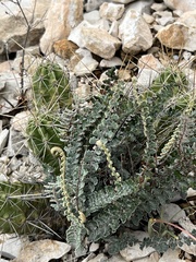 Astrolepis cochisensis