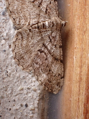 Peribatodes secundaria