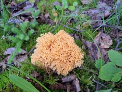 Ramaria formosa