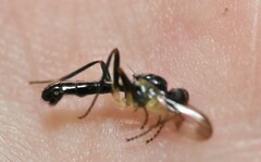 Cordilura