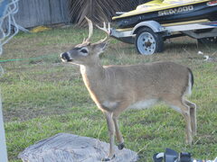Odocoileus virginianus clavium
