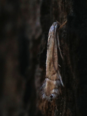 Phyllocnistis unipunctella