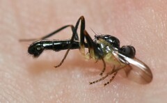 Cordilura